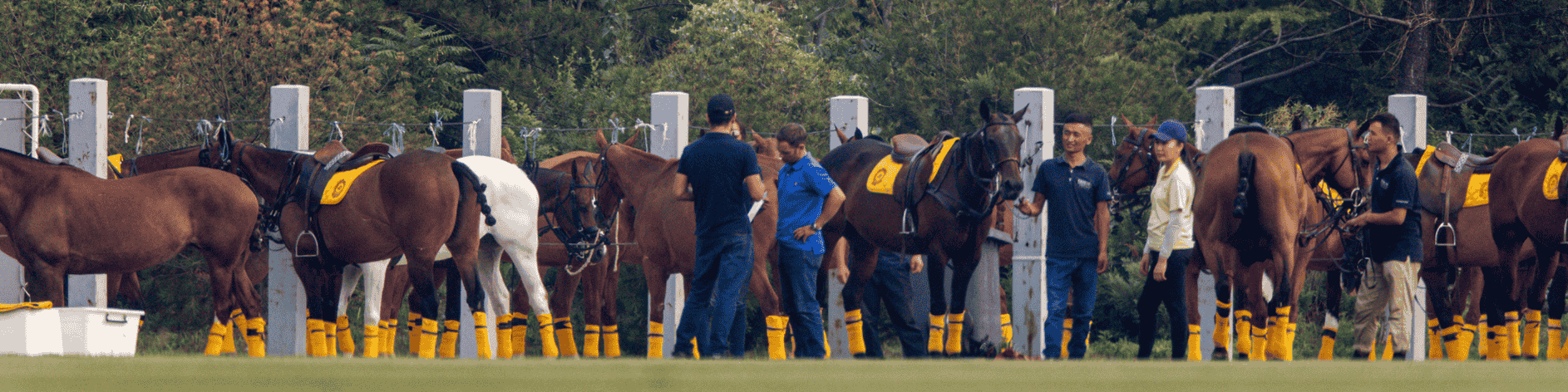 polo ponies at a pony line during a tournament 